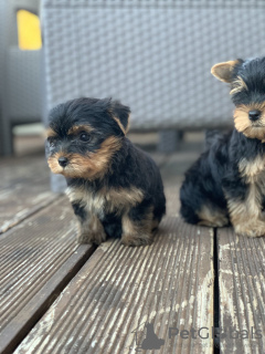 Photo №3. Yorkshire terriers à vendre. Serbie