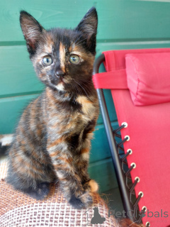 Photo №3. Un merveilleux chaton 2 mois en bonnes mains.. Fédération de Russie