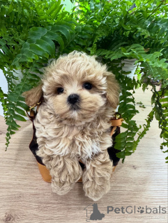 Photo №3. Chiots Maltipoo avec le mélange parfait de gentillesse et de charme. Allemagne