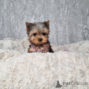 Photo №2 de l'annonce № 164793 de la vente yorkshire terrier - acheter à Allemagne annonce privée, de l'abri