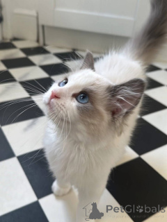Photo №4. Je vais vendre ragdoll en ville de Madrid. éleveur - prix - 200€