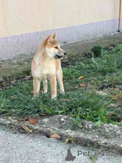 Photo №3. Chiots Shiba Inu des meilleurs parents. Serbie