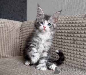 Photo №1. maine coon - à vendre en ville de Anvers | négocié | Annonce № 177876