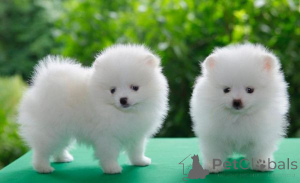 Photo №1. spitz nain - à vendre en ville de Liepayah | négocié | Annonce №176280