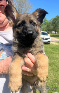 Photos supplémentaires: Wunderschöne Schäferhundwelpen zur Adoption