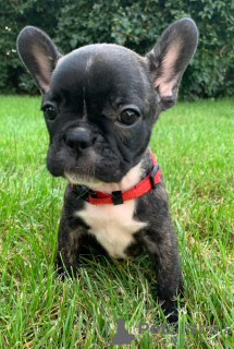 Photos supplémentaires: Chiots du Bouledogue Français Kennel Club