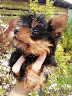 Photos supplémentaires: Les chiots Yorkie au visage de bébé sont complètement prêts à partir.