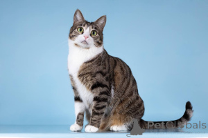 Photo №2 de l'annonce № 161938 de la vente  - acheter à Fédération de Russie de l'abri