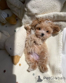 Photo №3. Chiots Maltipoo élevés dans une maison familiale. Allemagne