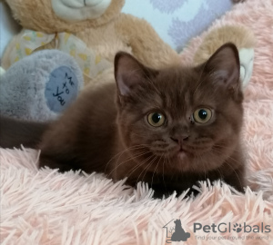 Photo №1. british shorthair - à vendre en ville de Lioubertsy | 398€ | Annonce № 21800