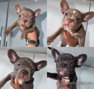 Photo №1. bouledogue - à vendre en ville de Berne | 400€ | Annonce №173323