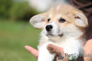 Photo №1. welsh corgi - à vendre en ville de Minsk | 688€ | Annonce №174764