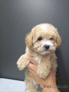 Photo №1. bichon à poil frisé, yorkshire terrier, bichon maltais, maltipu, caniche (nain), caniche (jouet) - à vendre en ville de Moskova | négocié | Annonce №146472