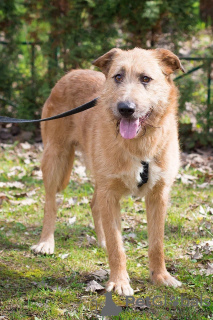 Photo №2 de l'annonce № 110674 de la vente chien bâtard - acheter à Fédération de Russie annonce privée