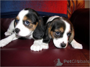 Photo №1. beagle - à vendre en ville de Helsinki | 379€ | Annonce №56467
