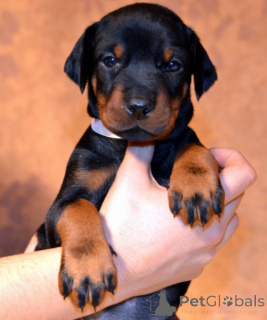 Photo №1. dobermann - à vendre en ville de Baienfurt | négocié | Annonce №166345