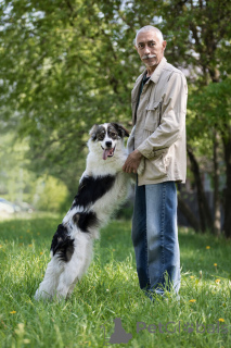 Photo №4. Je vais vendre chien bâtard en ville de Москва.  - prix - Gratuit