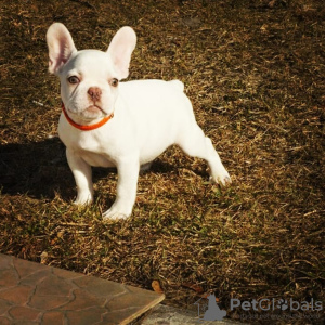 Photos supplémentaires: Vente de chiots bouledogue français.