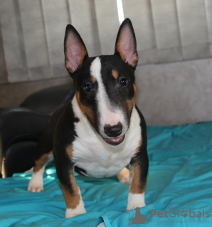 Photos supplémentaires: Chiots bull terrier miniatures