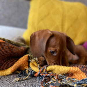 Photo №2 de l'annonce № 163556 de la vente  - acheter à Nouvelle zélande 