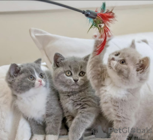 Photo №2 de l'annonce № 108916 de la vente british shorthair - acheter à Allemagne annonce privée