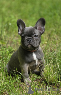 Photo №2 de l'annonce № 169202 de la vente bouledogue - acheter à Fédération de Russie éleveur