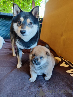 Photo №3. Un chiot Shiba Inu vacciné avec des documents RKF. Fédération de Russie
