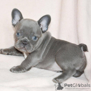 Photo №1. bouledogue - à vendre en ville de Newcastle upon Tyne | 360€ | Annonce №125625