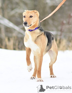 Photo №3. Laska, un chien gentil, affectueux et joyeux, cherche un foyer !. Fédération de Russie