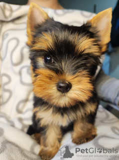 Photo №4. Je vais vendre yorkshire terrier en ville de Zrenjanin. éleveur - prix - négocié