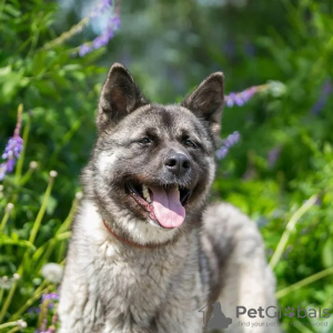 Photo №3. L'incroyable chien Nori est à la recherche d'un foyer !. Fédération de Russie