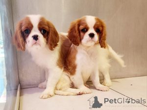Photo №2 de l'annonce № 162235 de la vente cavalier king charles spaniel - acheter à La Slovénie 