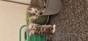 Photo №3. Миие британскиhr. Allemagne