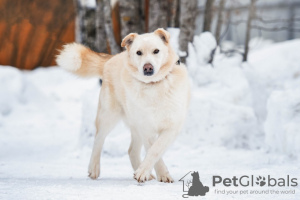 Photo №1. chien bâtard - à vendre en ville de Москва | Gratuit | Annonce №49545