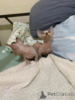 Photo №2 de l'annonce № 138914 de la vente bambino - acheter à Allemagne annonce privée, éleveur