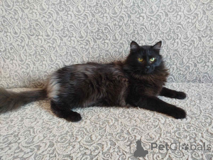 Photo №3. Sapins de luxe. Biélorussie