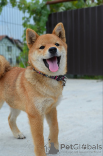 Photo №4. Je vais vendre shiba en ville de Kragujevac. éleveur - prix - négocié