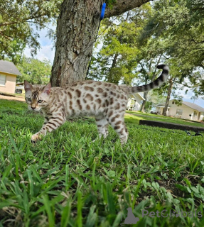 Photo №1. bengal - à vendre en ville de Skövde | 750€ | Annonce № 153251