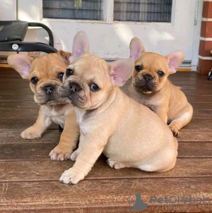 Photo №1. bouledogue - à vendre en ville de Wyoming | 284€ | Annonce №36204