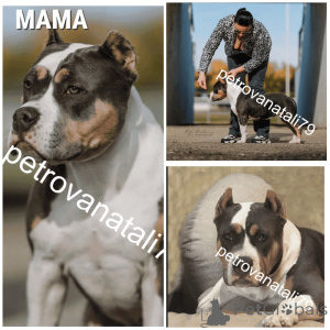 Photo №4. Je vais vendre american bully en ville de Krasnodar. éleveur - prix - négocié