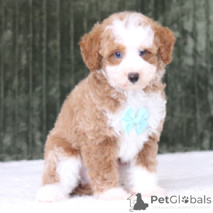 Photo №3. Bruce Poodle Mâle 11 semaines Prêt à rentrer à la maison. Allemagne