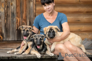 Photo №2 de l'annonce № 116665 de la vente chien bâtard - acheter à Fédération de Russie annonce privée