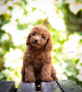 Photos supplémentaires: Chiots caniches miniatures