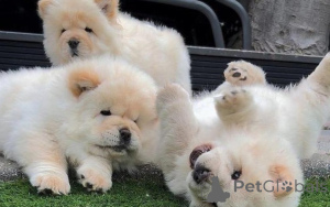 Photo №1. chow-chow - à vendre en ville de Tallinn | négocié | Annonce №162259