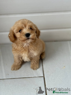 Photo №1. caniche (jouet) - à vendre en ville de Berlin | 550€ | Annonce №167627