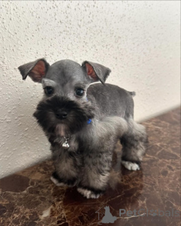 Photo №2 de l'annonce № 173105 de la vente schnauzer géant - acheter à Luxembourg annonce privée, éleveur