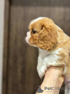 Photos supplémentaires: Chiots Cavalier King Charles Spaniel