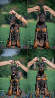 Photo №1. dobermann - à vendre en ville de Loznica | négocié | Annonce №112796