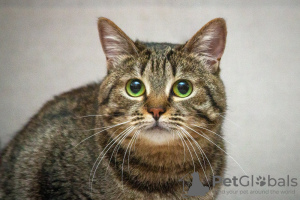 Photos supplémentaires: Monica le chat cherche un foyer