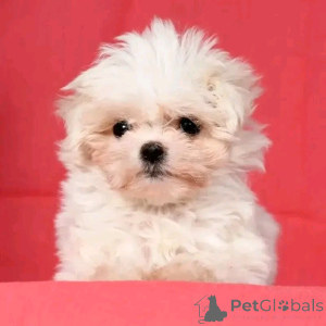 Photo №3. Malteserwelpen zur adoption verfügbar. Allemagne